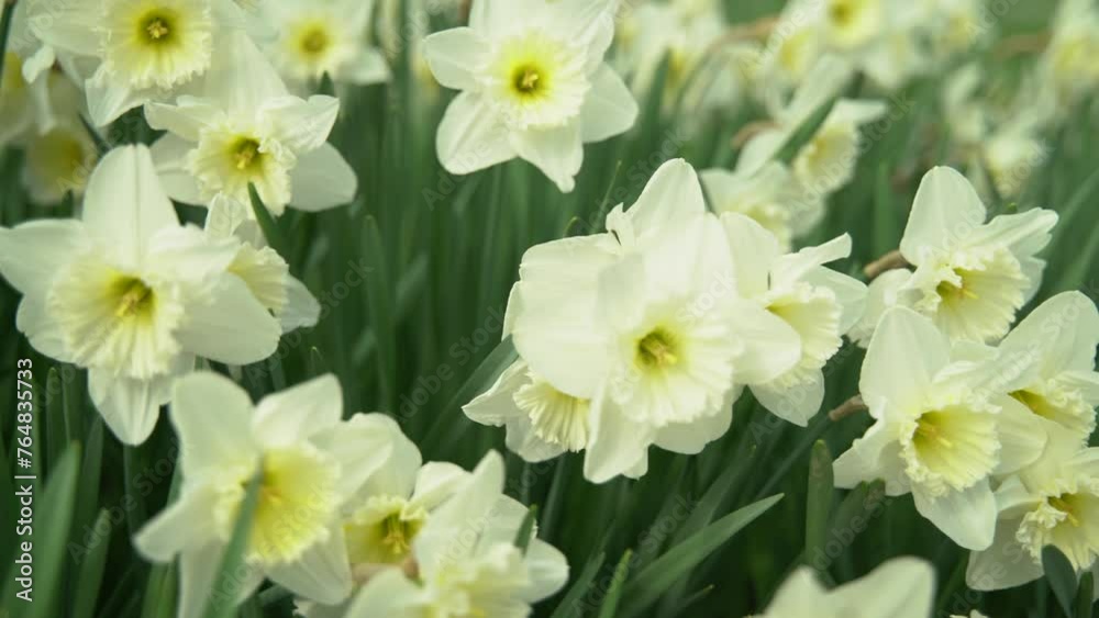 daffodils in spring. daffodils sway in the wind. daffodils in spring. daffodils sway in the wind.