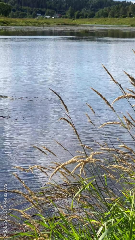 Waves in the river with green grass growing on the river bank. Vertical video Waves in the river with green grass growing on the river bank. Vertical video