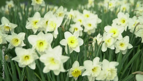 daffodils in spring. daffodils in the garden