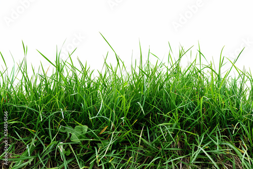Isolated path of green grass on a white background
