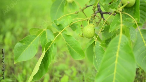 Juglans regia, common, Persian, English, Carpathian or Madeira walnut, is Old World walnut tree species native to from Balkans eastward to Himalayas and southwest China.