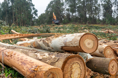 Forest Contrasts: Felled Logs and Yellow Machine amid Eucalyptus.