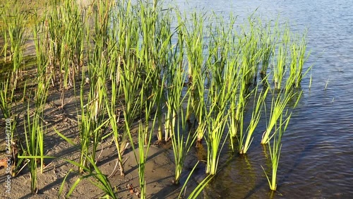 Sparganium erectum, simplestem bur-reed or branched bur-reed, is perennial plant species in genus Sparganium. photo