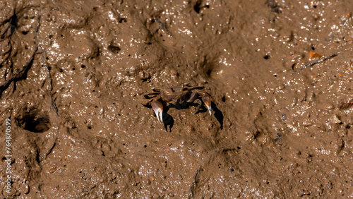 Small crabs on the mudflats