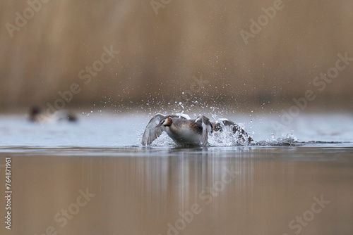 Great Crested Grebes (Podiceps cristatus) fighting over territory during the start of the breeding season in spring on a lake in the Somerset Levels, Somerset, United Kingdom.
