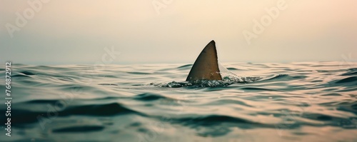 A lone shark fin cuts through the tranquil surface of the ocean in a serene yet eerie natural scene photo