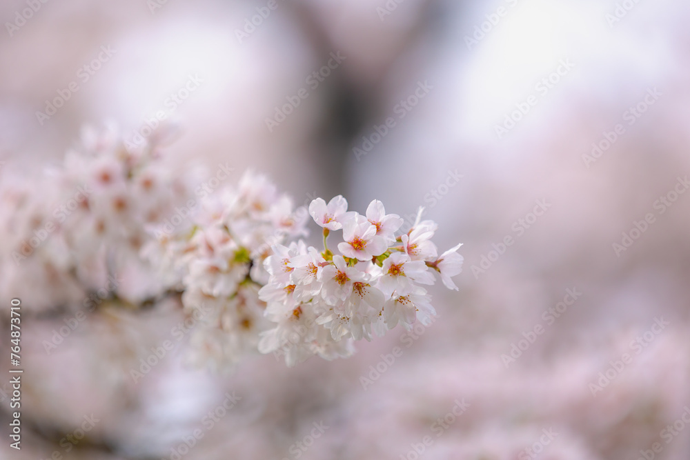 Soft selective focus branches of white pink Cherry blossoms full bloom on tree, Beautiful Sakura flowers in spring, The flower of trees in Prunus subgenus Cerasus, Nature wallpaper, Floral background.