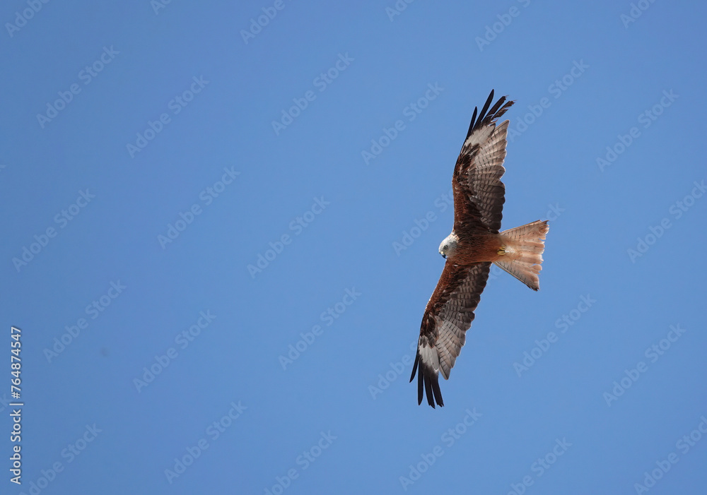A red kite, milvus milvus, flying high in a clear blue sky and looking down searching for prey on the ground. A red kite, milvus milvus, flying high in a clear blue sky and looking down searching for prey on the ground.