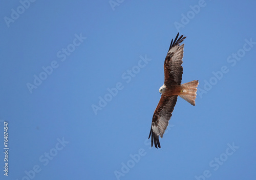 A red kite, milvus milvus, flying high in a clear blue sky and looking down searching for prey on the ground. 