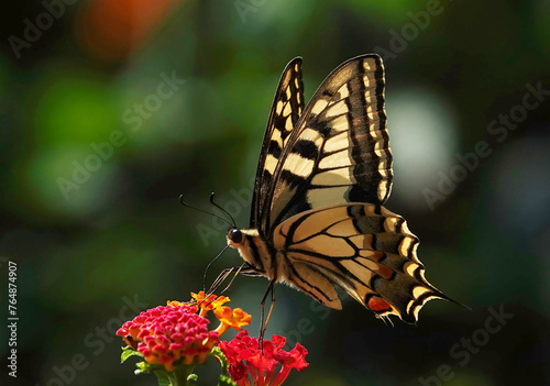 Photos A common yellow swallowtail butterfly perching on brightly coloured lantana camara in a garden on the island of Minorca
