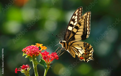 An old world swallowtail butterfly perching on lantana camera in the wild on a Mediterranean island.  © Nigel