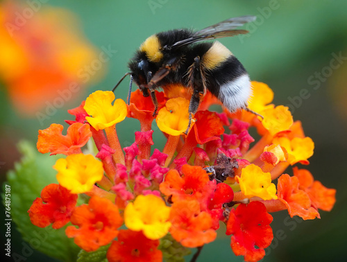 A closeup of a buff tailed bumblebee, bombus terrestris, collecting pollen from lantana camara flowers on the Mediterranean island of Minorca, Spain.  photo