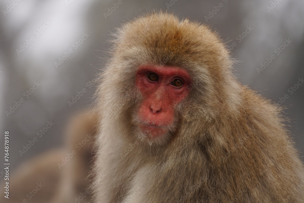 Japanese macaques in Snow Monkey Park. Japan. Japanese macaques in Snow Monkey Park. Japan.