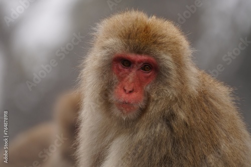 Japanese macaques in Snow Monkey Park. Japan. © Mariusz