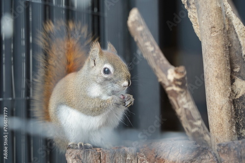 日本の神奈川県川崎市にある夢見ヶ崎動物公園の動物たち