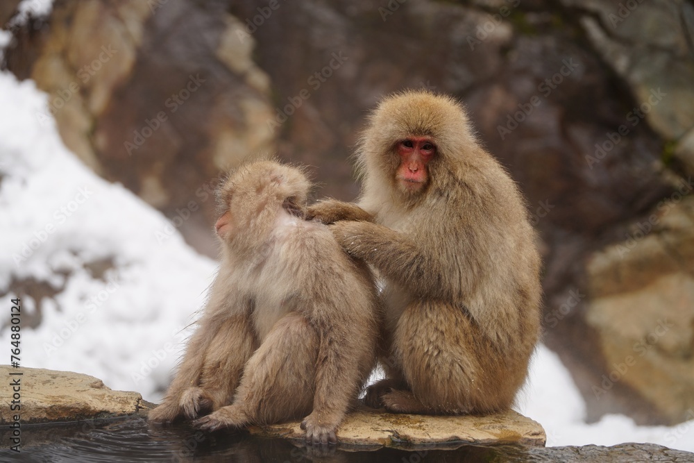 Japanese macaques in Snow Monkey Park. Japan. Japanese macaques in Snow Monkey Park. Japan.