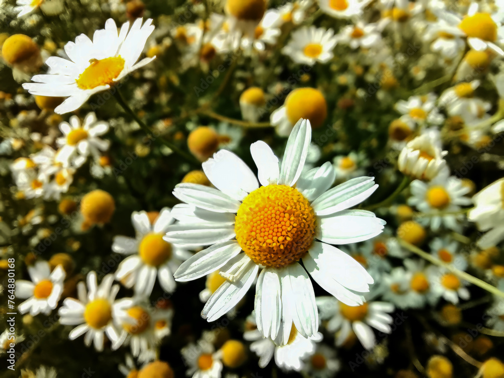 Fototapeta premium daisies in a field