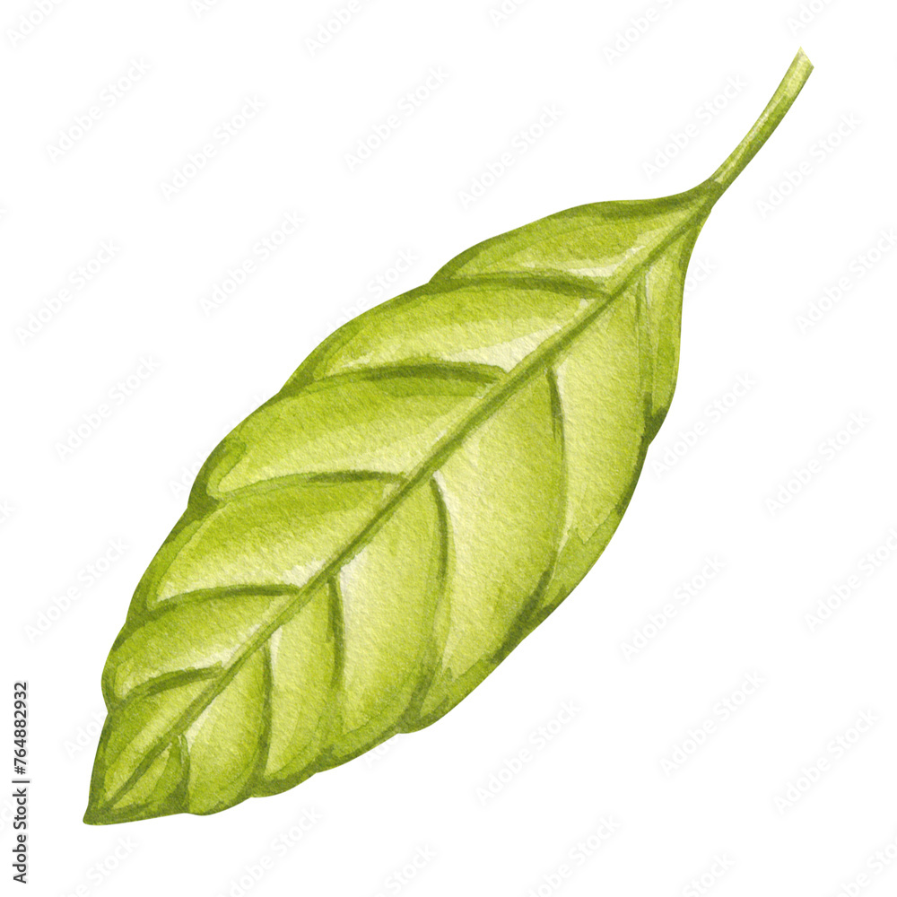 Fototapeta premium Olive green foliage, avocado branches. Leaf of plantation matcha tea, tobacco, cocoa, citrus. Botanical clipart. Hand drawn watercolor illustration isolated background. For design with vegetables