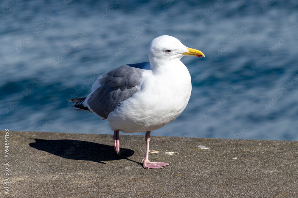 Majestic Seagull by the Seattle Shore. Majestic Seagull by the Seattle Shore.