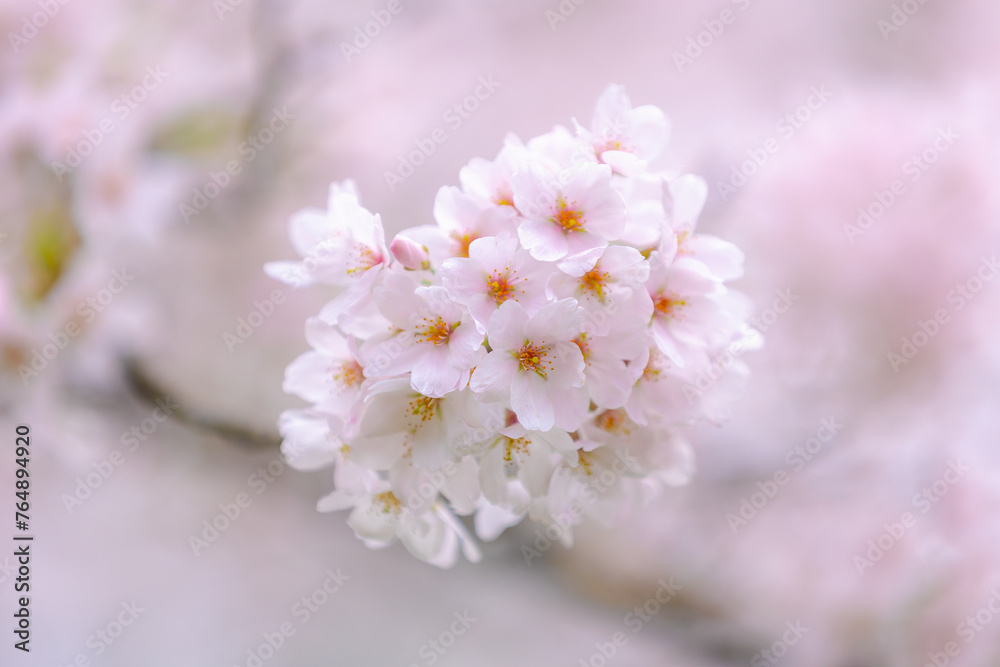 Soft selective focus branches of white pink Cherry blossoms full bloom on tree, Beautiful Sakura flowers in spring, The flower of trees in Prunus subgenus Cerasus, Nature wallpaper, Floral background. Soft selective focus branches of white pink Cherry blossoms full bloom on tree, Beautiful Sakura flowers in spring, The flower of trees in Prunus subgenus Cerasus, Nature wallpaper, Floral background.