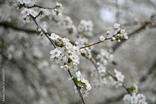 Cherry blossom at spring in garden  © Johny Luna