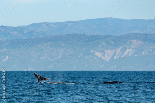 Gray whale watching in the Channel Islands © clsdesign