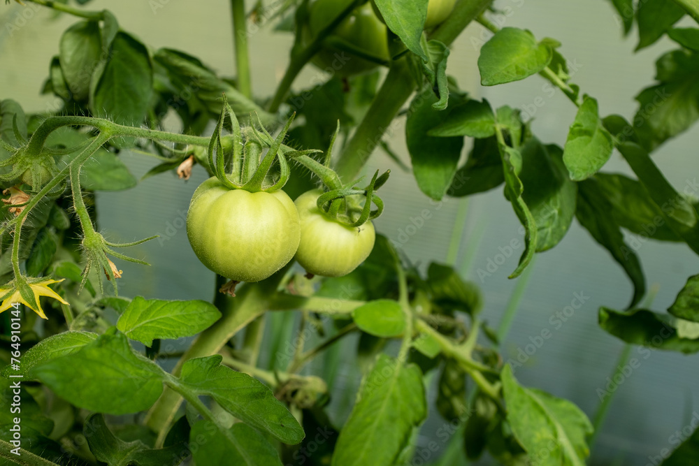 Green tomatoes on tomato bush, close-up. Tomato-tree with tomatoes for publication, poster, screensaver, wallpaper, postcard, banner, cover, website. High quality photo