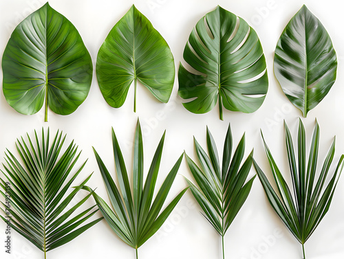 A row of diverse tropical leaves is displayed on a white background, showcasing the greenery and intricate patterns of terrestrial plant foliage