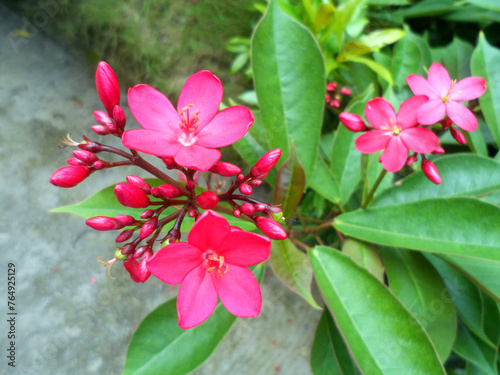 Peregrina (Jatropha integerrima) or spicy jatropha or known in Indonesia as Batavia. photo