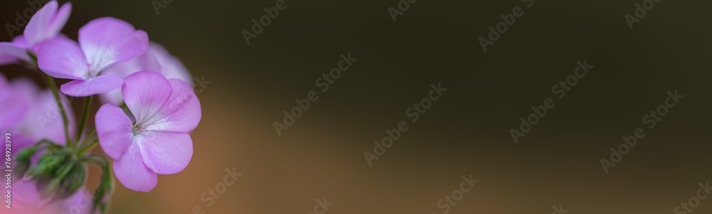 Nature of flower in garden using as cover page background natural flora wallpaper or template brochure landing page design Nature of flower in garden using as cover page background natural flora wallpaper or template brochure landing page design