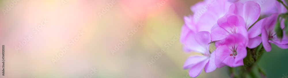 Nature of flower in garden using as cover page background natural flora wallpaper or template brochure landing page design Nature of flower in garden using as cover page background natural flora wallpaper or template brochure landing page design