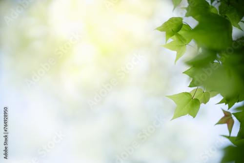 Nature of maple green leaf in garden at summer. Natural green leaves plants using as spring background cover page greenery environment ecology lime green wallpaper