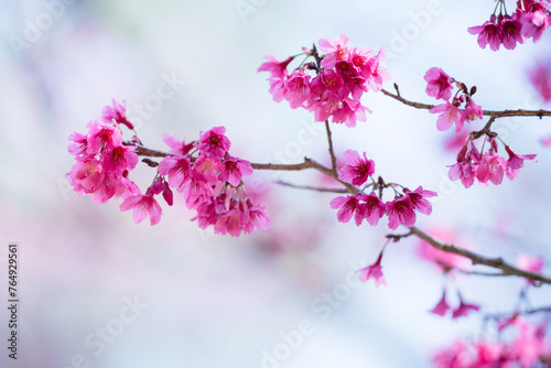 Nature of sakura flower in garden using as cover page background natural flora wallpaper or template brochure landing page design