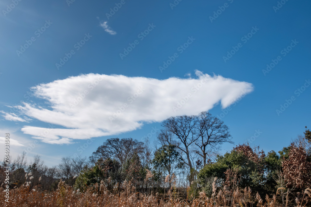 Obraz premium 冬の晴れた日 びわこ地球市民の森を散策 滋賀県守山市