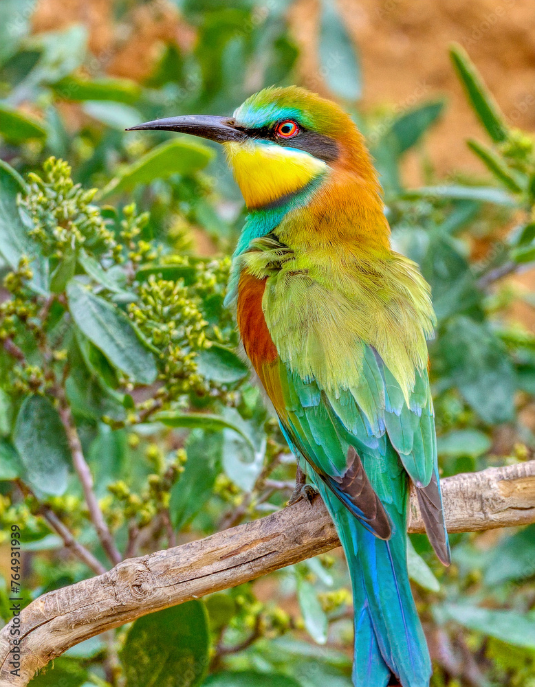 Obraz premium Rainbow bee eater