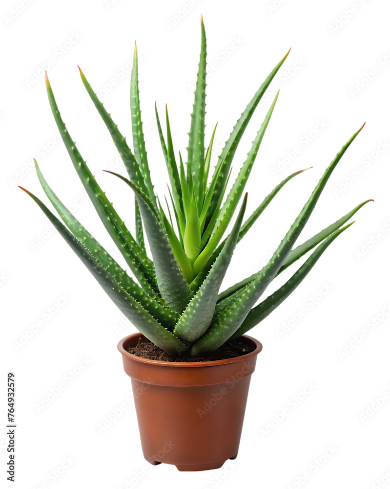 Aloe Vera png Aloe Vera png