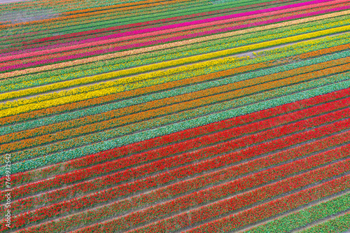 Blooming tulip fields from a bird's eye view in the Netherlands