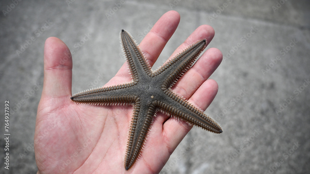 Hand Holding Starfish in Close-up Shot. Close-up of Hand with Starfish Hand Holding Starfish in Close-up Shot. Close-up of Hand with Starfish