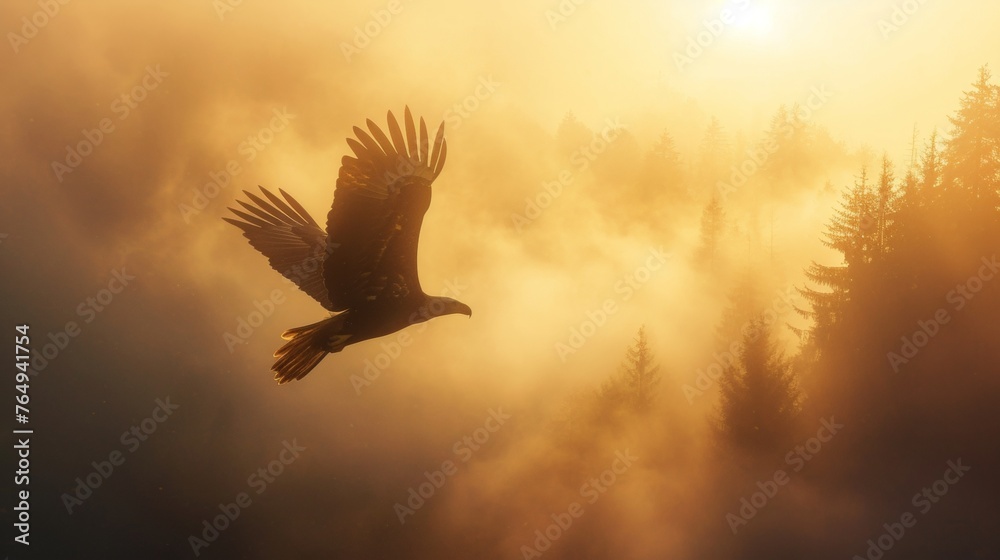 Obraz premium A bald eagle flying in sky at sunrise in wild.