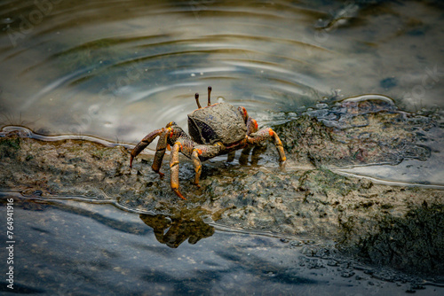 male fiddler crab in the mud with huge claw photo