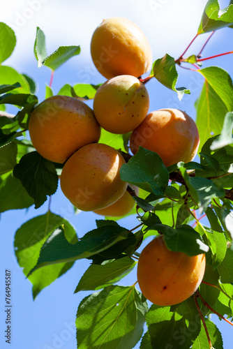 Ripe apricots and leaves on a branch
