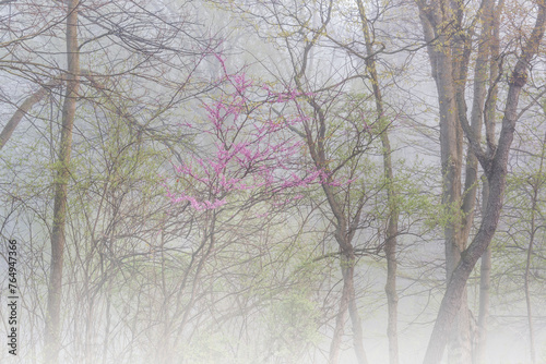 Landscape of a spring forest in fog with redbud in bloom Kalamazoo River, Fort Custer State Park, Michigan, USA