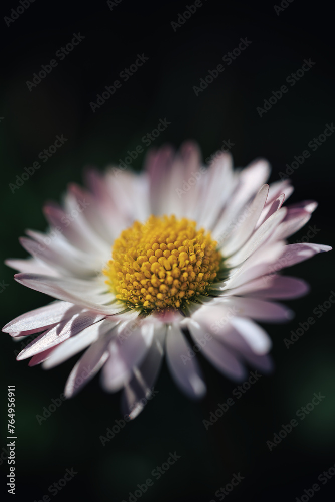beautiful flower Bellis perennis close up, macro beautiful flower Bellis perennis close up, macro