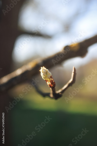 a bud on a tree that is budding