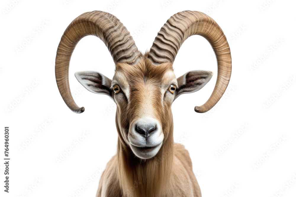 Majestic Goat With Grand Horns.