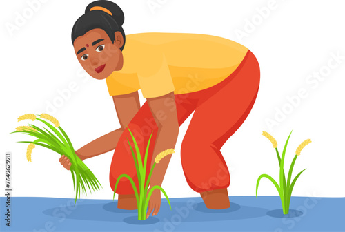 Indian woman harvesting rice in water crop farm