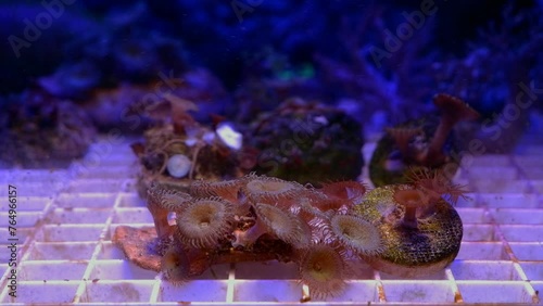 green mouth moon palythoa soft coral colony, polyp move head in flow, absorb dissolved organic matter, good for beginner aquarist pet animal in nano reef marine aquarium, LED actinic low light photo