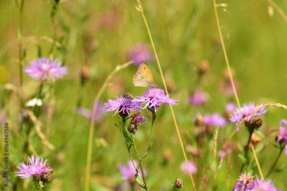 Satyrinae butterflies fly in a meadow full of colorful flowers