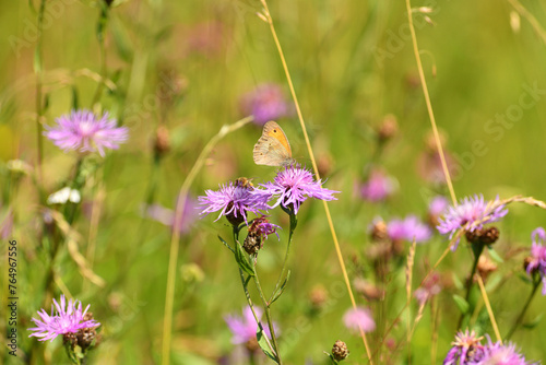 Obraz na płótnie Satyrinae butterflies fly in a meadow full of colorful flowers w salonie