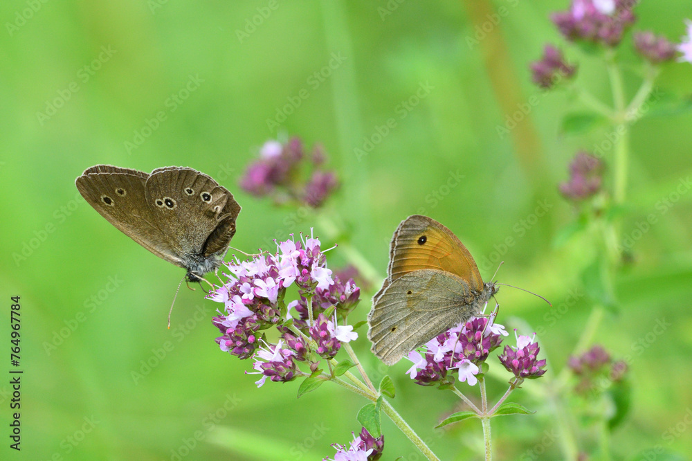 Satyrinae butterfly and bee sitting together on origanum flower